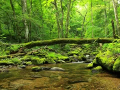 赤いベストのおっさん