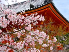 綺麗な飾りの下