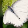 白い蝶（フリー写真）