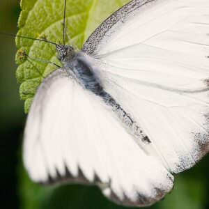 真っ白な蝶々