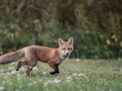 小さなかぎ裂き