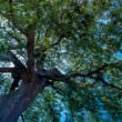 大きな木（フリー写真）