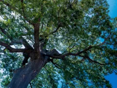 初恋のお兄さん