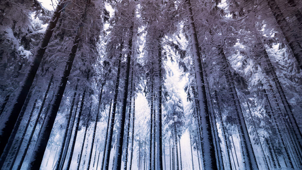冬の森（フリー写真）
