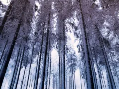 森の中の奇妙な人影