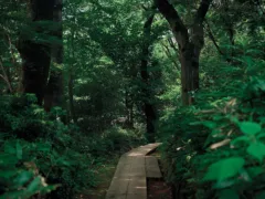 姥捨て山の老人