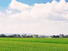 田んぼの案山子の秘密