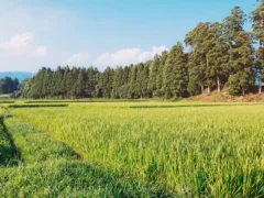 くねくね – 秋田の怪談