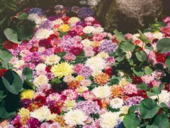 聖徳太子の予言とクハンダの謎