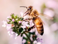 アインシュタインとミツバチの消失