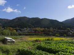 山の神社と巫女の幽霊