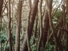 消えた時間と赤い蝶