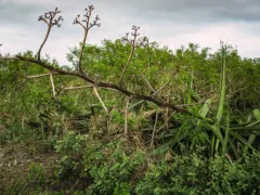 茶室のような小さな扉