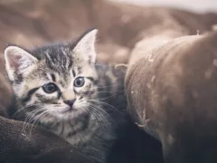 猫の最後のお別れ