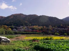 神社にいた友達