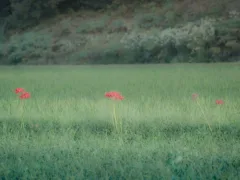 引き抜いてはいけない杭