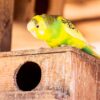 インコ
