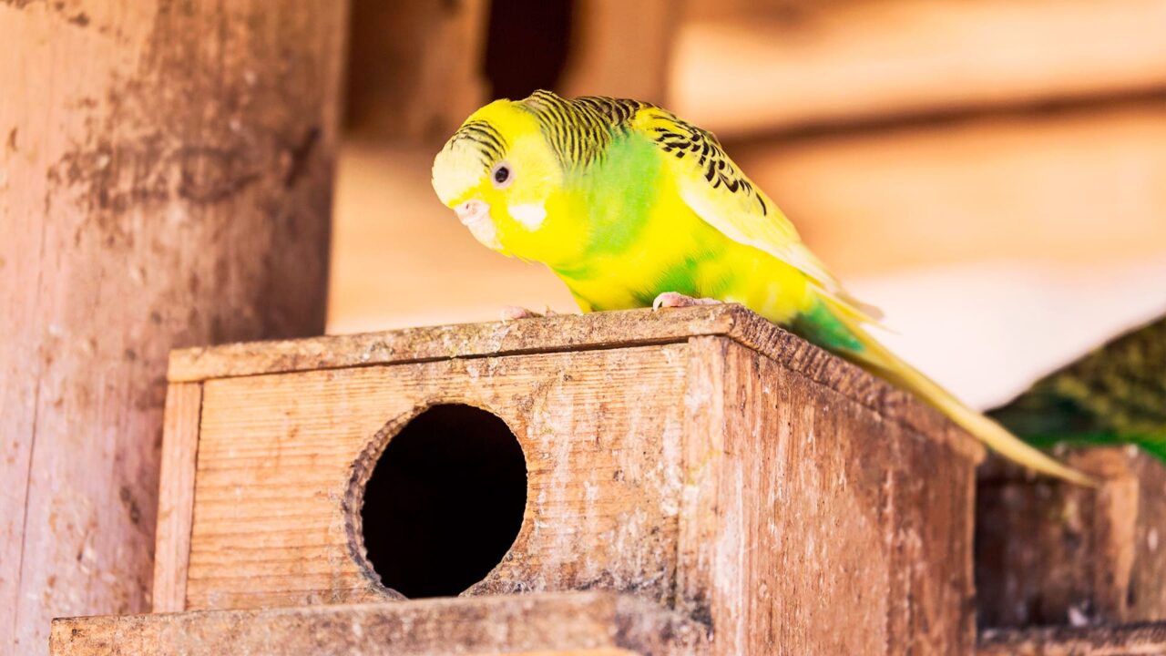 インコ