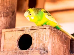 迷子インコと異世界からのメッセージ