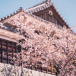 お屋敷と桜