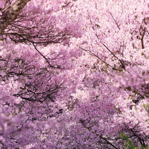 桜の木の下のふたり