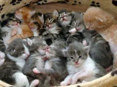 知らない女の子