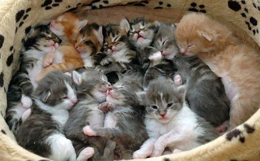 猫を抱えた子が追い抜いた夜