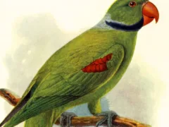 インコのムウちゃん