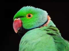 迷いインコの怖いつぶやき