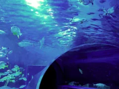 二人だけの水族館