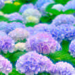 紫陽花（フリー写真）