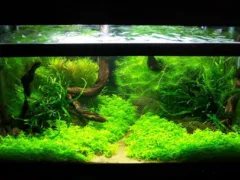 水槽の中に入っていたもの