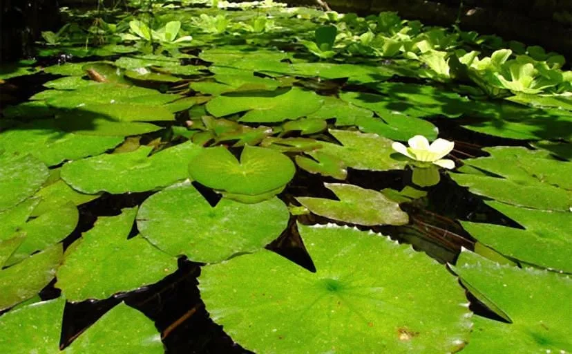 土間の履物が一足多い家