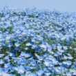 青い花（フリー写真）