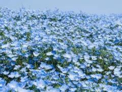 人が増える霊園