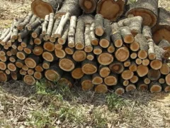 俺が薪を嫌悪する理由知らない？