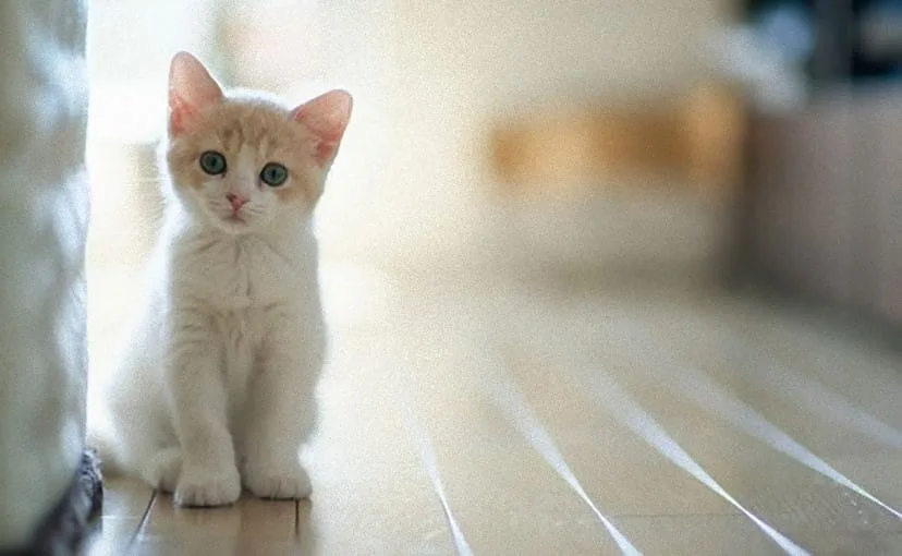 飼い猫