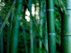 有刺鉄線の向こう側