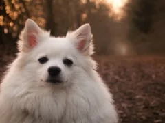 お爺さんとの絆