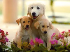 愛犬との最期のお別れ