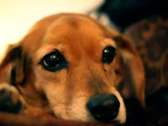 愛犬の不思議な話