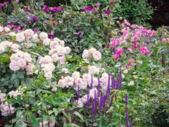 母が伝えたかったこと