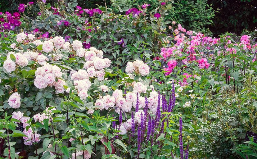 薔薇の咲く庭（フリー写真）