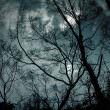 夜の森（フリー写真）
