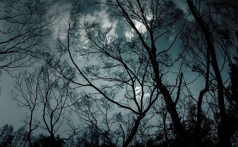 夜の森（フリー写真）