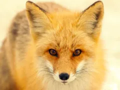 狐の加護を受ける家系