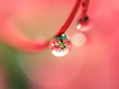 おじさんの予言