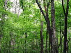 墓地に居た女性