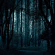 夜の林（フリー写真）