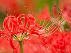 祖母の隠れ場所